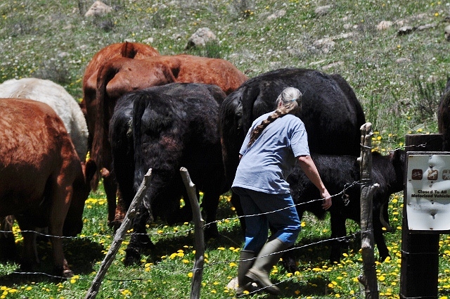 leading the cows into summer pasture